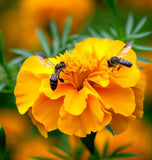 Mexican Mint Marigold (Tagetes lucida)