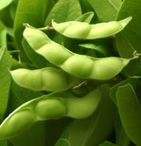 Midori Giant, Edamame Bean (Glycine max)