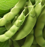 Midori Giant, Edamame Bean (Glycine max)