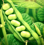 Midori Giant, Edamame Bean  (Organic) (Glycine max)