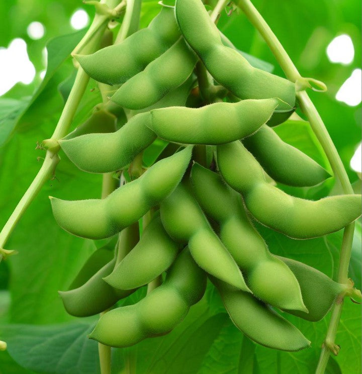 Midori Giant, Edamame Bean  (Organic) (Glycine max)