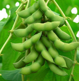 Midori Giant, Edamame Bean (Organic) (Glycine max)