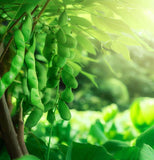 Midori Giant, Edamame Bean (Organic) (Glycine max)