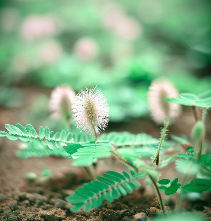 mimosa plant seed dispersal Mimosa pudica (Sensitive Plant) 0.25 oz (~1100 Seeds)