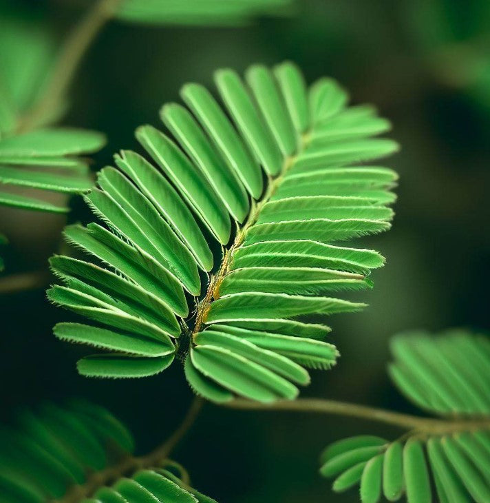 sensitive plant seed pods Mimosa pudica (Sensitive Plant) 0.25 oz (~1100 Seeds)