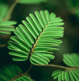 Mimosa pudica (Sensitive Plant)