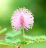 Mimosa pudica (Sensitive Plant)