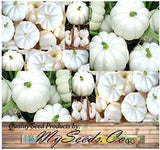 Pumpkin Mix III - Miniature Pumpkin Varieties (Bumpkin, Casperita, Hooligan)  Outdoor & Indoor Decoration