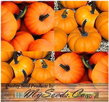 Pumpkin Mix III - Miniature Pumpkin Varieties (Bumpkin, Casperita, Hooligan)  Outdoor & Indoor Decoration