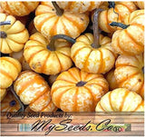 Pumpkin Mix III - Miniature Pumpkin Varieties (Bumpkin, Casperita, Hooligan)  Outdoor & Indoor Decoration