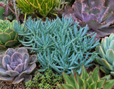 Senecio Serpens 'Mini Blue' aka Curio repens 'Mini Blue' Succulent (Compact Blue Chalksticks, Senecio Mini Blue) - Succulent Seeds / Plug Plants / Seedlings & Transplants