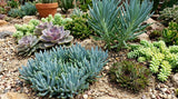 Senecio Serpens 'Mini Blue' aka Curio repens 'Mini Blue' Succulent (Compact Blue Chalksticks, Senecio Mini Blue) - Succulent Seeds / Plug Plants / Seedlings & Transplants