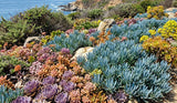 Senecio Serpens 'Mini Blue' aka Curio repens 'Mini Blue' Succulent (Compact Blue Chalksticks, Senecio Mini Blue) - Succulent Seeds / Plug Plants / Seedlings & Transplants