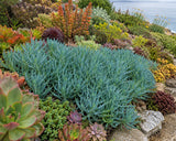 Senecio Serpens 'Mini Blue' aka Curio repens 'Mini Blue' Succulent (Compact Blue Chalksticks, Senecio Mini Blue) - Succulent Seeds / Plug Plants / Seedlings & Transplants