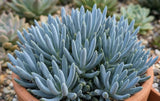 Senecio Serpens 'Mini Blue' aka Curio repens 'Mini Blue' Succulent (Compact Blue Chalksticks, Senecio Mini Blue) - Succulent Seeds / Plug Plants / Seedlings & Transplants