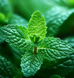 Mint, Peppermint (Mentha piperita)