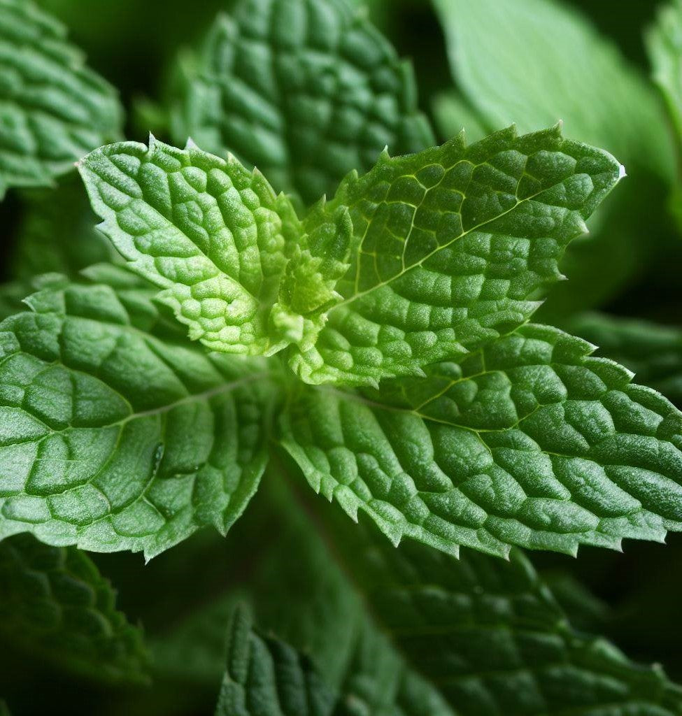 thumbnail image 2 of Organic Peppermint Leaf Cut & Sifted - 100% Natural Mentha Piperita For Herbal Tea, DIY Skincare & Bath 2 of 6