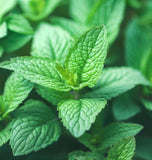 Mint, Peppermint (Mentha piperita)