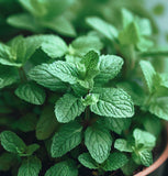 Mint, Peppermint (Mentha piperita)