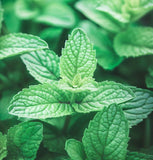 Mint, Spearmint (Mentha spicata)