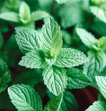 Mint, Spearmint (Mentha spicata)