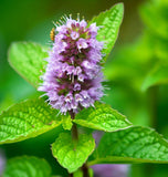 Mint, Spearmint (Mentha spicata)