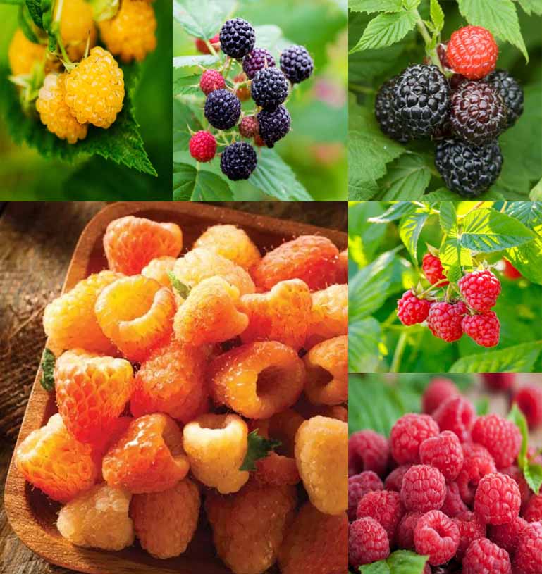 Collection Mix Raspberry Plants (Bare Roots)(Plug Plants) – MySeedsCo