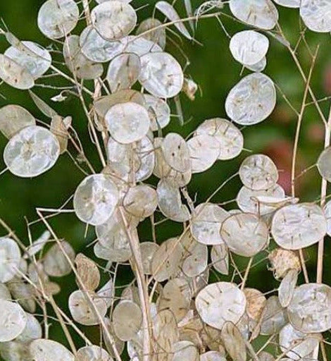 lunaria money plant LUNARIA biennis (Money Plant) 1 oz (~1500 Seeds)