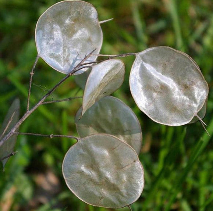 money plant biennial LUNARIA biennis (Money Plant) 1 oz (~1500 Seeds)