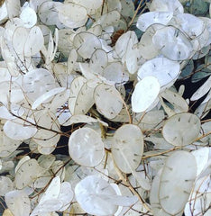 money plant biennial LUNARIA biennis (Money Plant) 5 lb