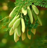 Moringa oleifera (Benzoil Tree, Ben Oil Tree, Drumstick Tree)
