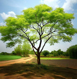 Moringa oleifera (Benzoil tree, Ben Oil tree, Drumstick Tree)