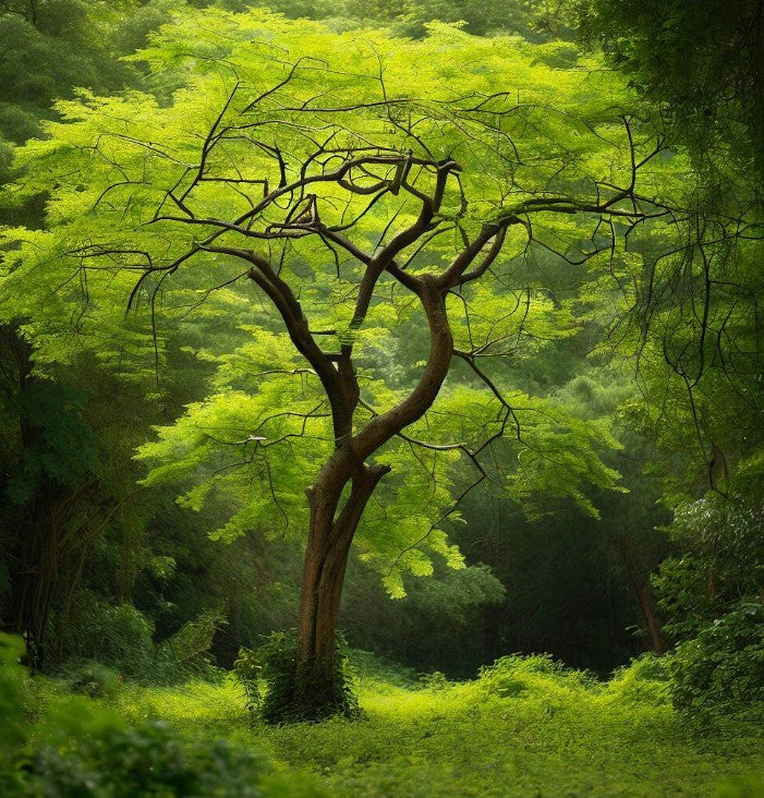 Moringa oleifera (Benzoil tree, Ben Oil tree, Drumstick Tree)