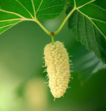 Morus alba (White Mulberry)