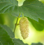 Morus alba (White Mulberry)