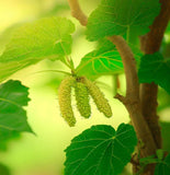 Morus alba (White Mulberry)