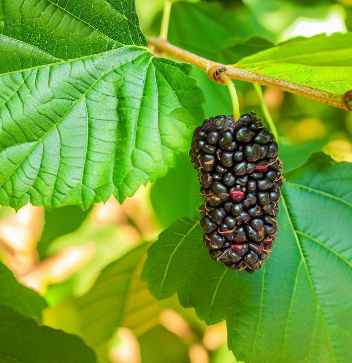 Black Mulberry, Morus nigra, Tree Seeds (Hardy, Edible)