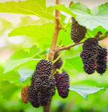 Morus nigra (Black Mulberry)