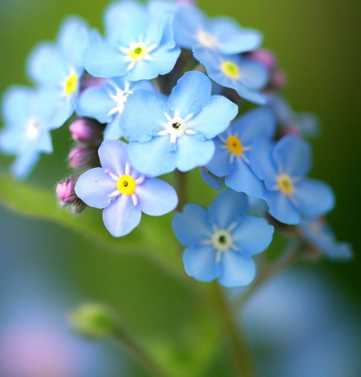 Myosotis sylvatica (Forget-Me-Not, French Forget Me Not)