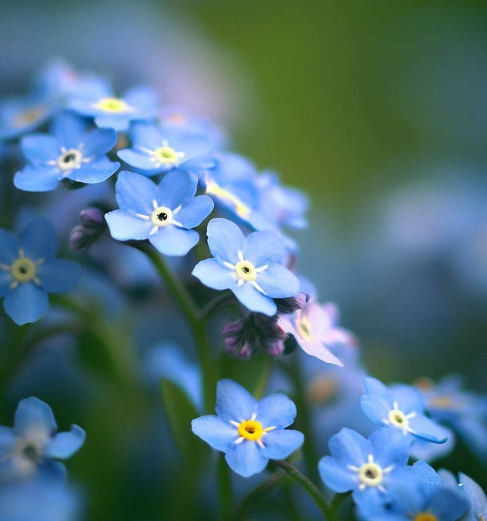 Woodland forget-me-not (Myosotis sylvatica), The Beautiful, European wild  plants