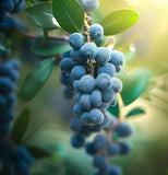 Myrica cerifera (Southern Waxmyrtle)