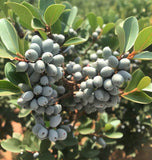 Myrica pensylvanica d.b. (with Wax) (Bayberry)