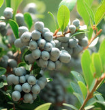 Myrica pensylvanica d.b. (with Wax) (Bayberry)