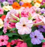 NICOTIANA alata 'Sensation Mixed' (Flowering Tobacco - Sensation Mixed)