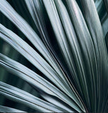 Nannorrhops ritchiana, Silver	(Mazzori Palm)