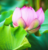 Nelumbo nucifera (Sacred Lotus, Indian Lotus, Bean Of India)