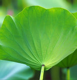 Nelumbo nucifera (Sacred Lotus, Indian Lotus, Bean Of India)