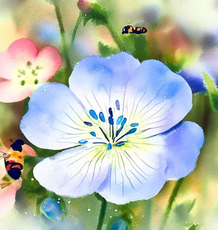 Baby Blue Eyes, Nemophila menziesii