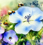 Nemophila menziesii (Baby Blue Eyes)