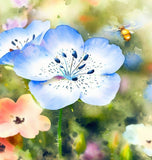 Nemophila menziesii (Baby Blue Eyes)